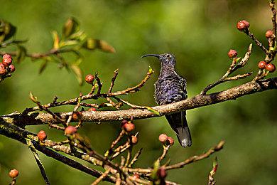 Certain Affinity为《光环：无限》开发令人激动的新内容